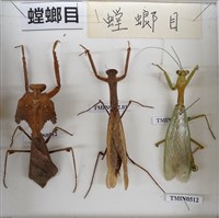 螳螂目藏品圖，第2張